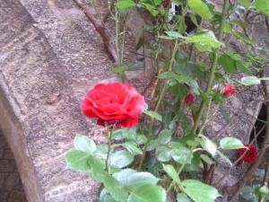 Theo Grepper an der Marienburg  (2)