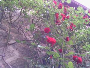 Theo Grepper an der Marienburg  (3)