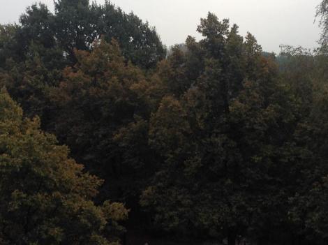 Theo Greppers schöner Herbst